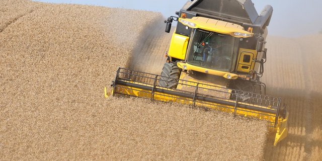 Weil sich der Anbau von Futterweizen nicht rentiert, sinkt die Produktion. (Cédric Péclard/landwirtschaft.ch)
