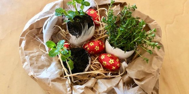 Für die Tischmitte ein Osternest gestallten und mit den bepflanzten Eierschalen füllen. (Bilder Esther Thalmann)