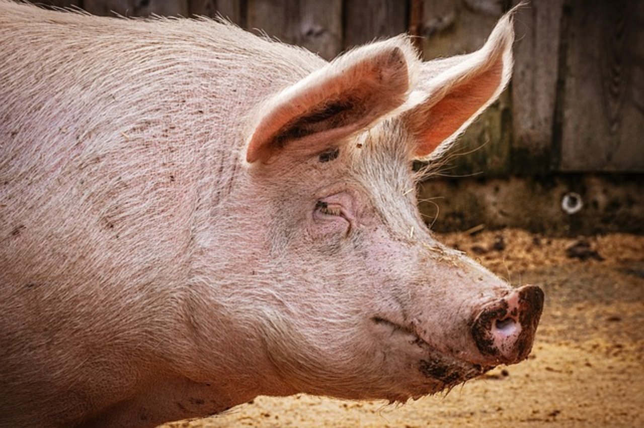 Man erwartet weitere Verluste bei den Schweinen in China als Folge der ASP. (Bild Pixabay)