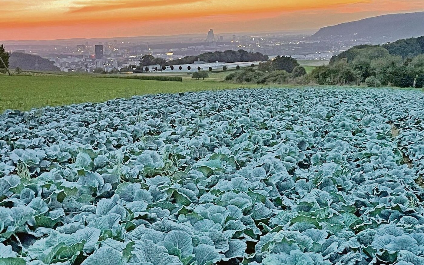 Um den angemessenen Marktwert zu bestimmen, müssen bei der Schätzung neben der Bodenqualität und der Hangneigung auch die örtlichen Gegebenheiten berücksichtigt werden.