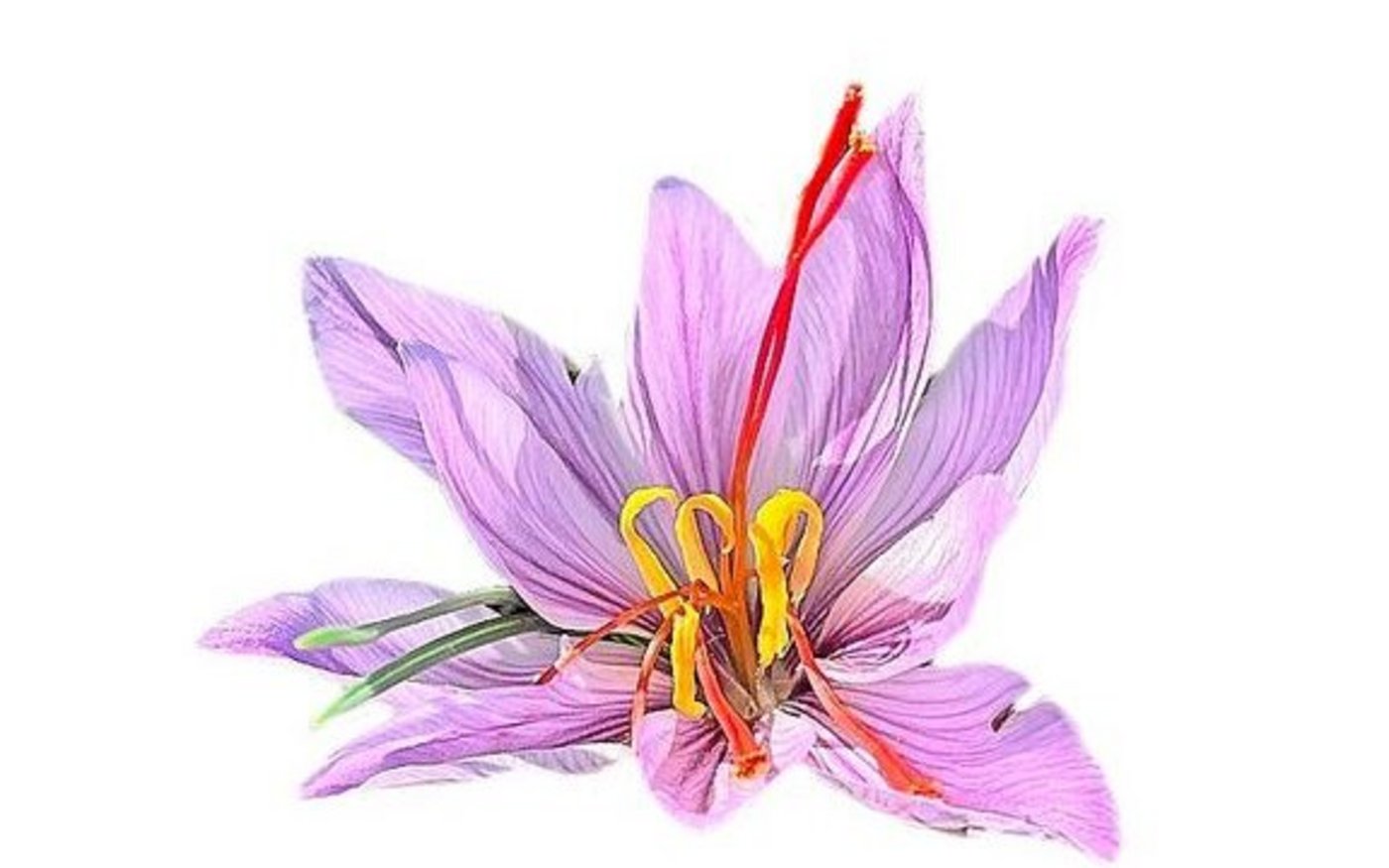 Eine vergrösserte Safranblüte. 