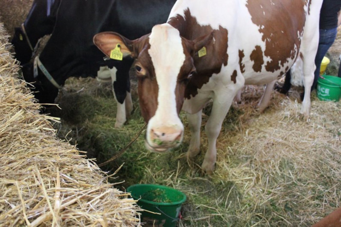 Mittagspause vor der Schau.