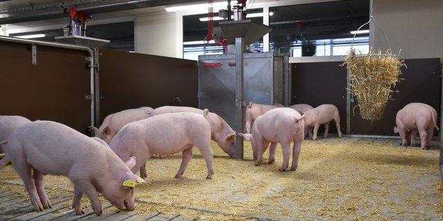 Blick in eine Bucht an der MLP Sempach: Die Suisag führt unter anderem Leistungsprüfungen für das Schweizer Zuchtprogramm und Dritte durch. (Bild zVg)