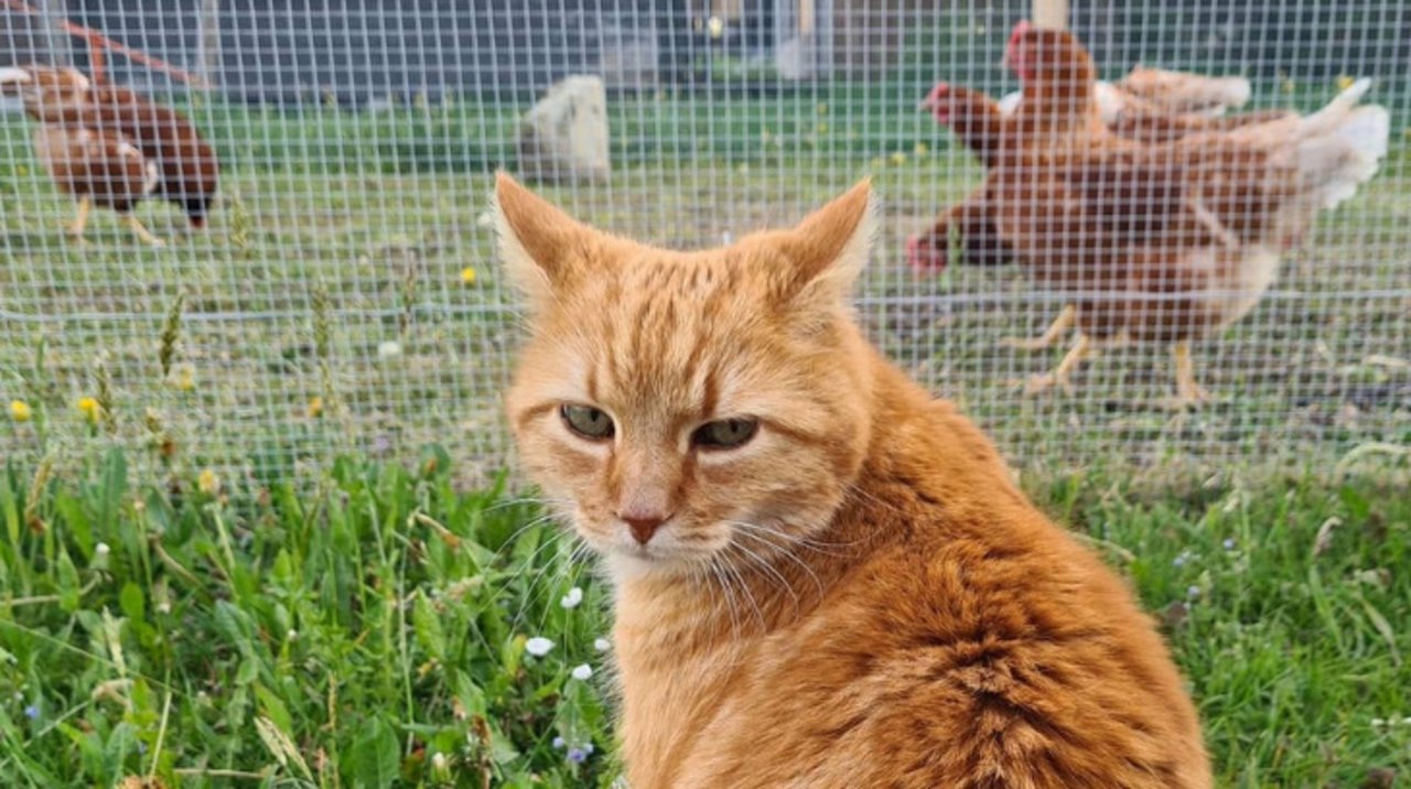 Spikey ist ganz klar einer der Lieblinge der Schweizer Agrarmedien AG unter den Hofkatzen. Er lebt bei «die grüne»-Redaktor Beat Schmid (Bild: Beat Schmid).