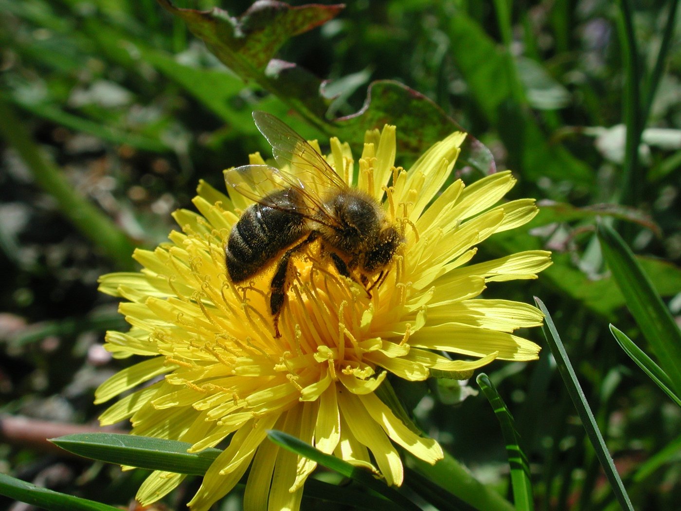 Der Kanton Bern will Schutzzonen rund um Belegstationen errichten. (Bild BauZ)