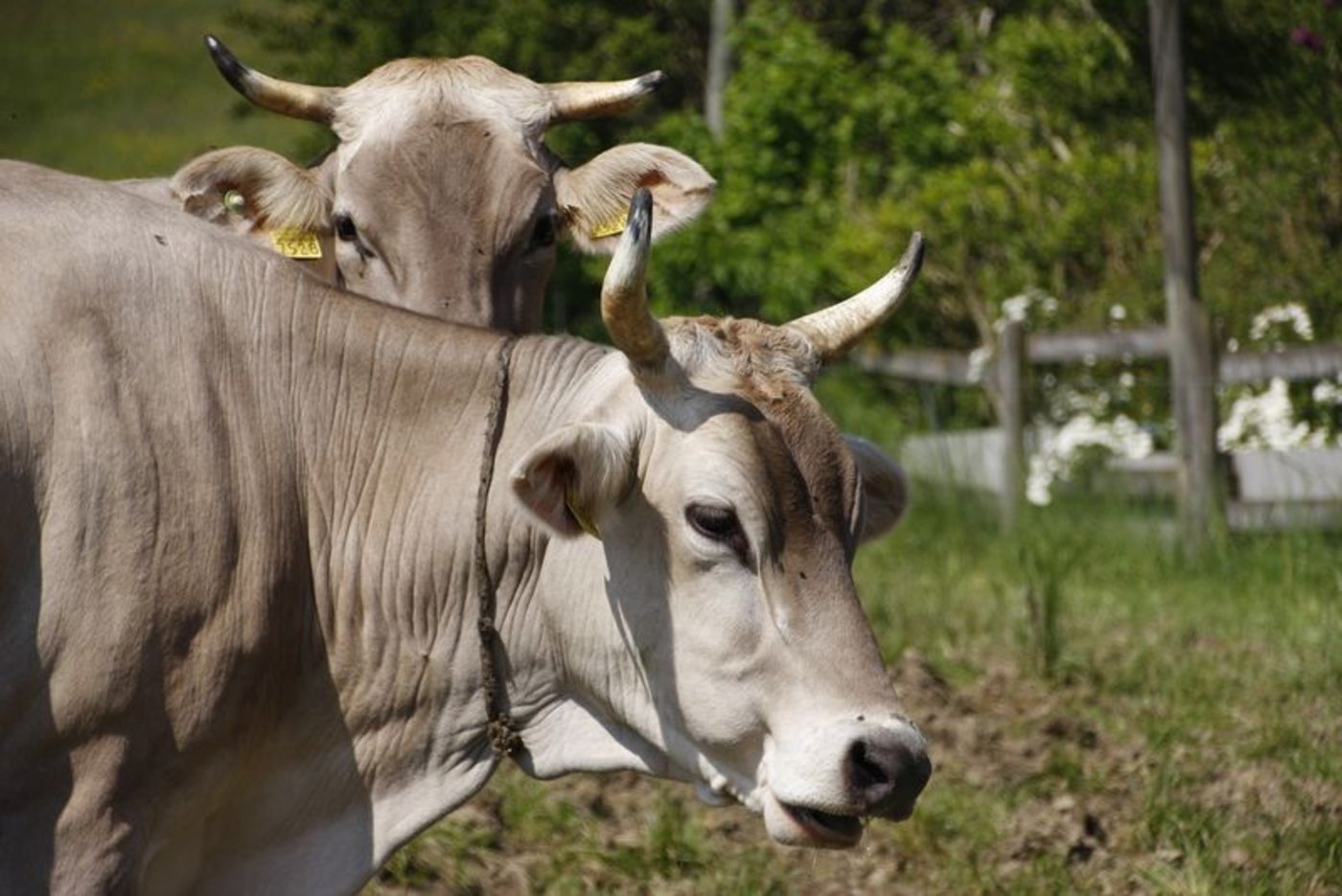 Hörner sollen bleiben, verlangen die Initianten. (Bild lid/ji)
