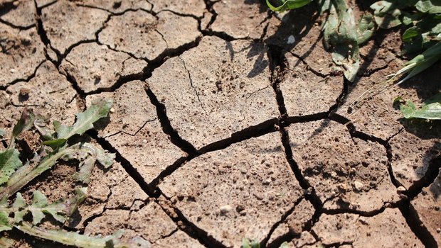 Auch in sehr trockenen Böden dominierte der Abbau von Nitrat zu Lachgas und Stickstoff durch Mikroorganismen. (Bild Pixabay)