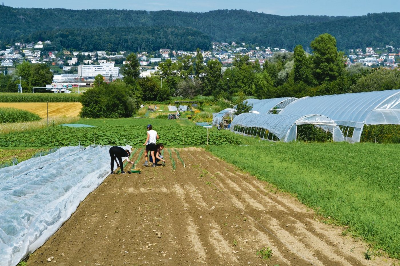 Bei Ortoloco baut ein Team aus drei Gärtnerinnen und Gärtnern mit wechselnden Praktikanten und rund 500 Genossenschaftern Gemüse und Kräuter nahe der Stadt Dietikon ZH an. (Bilder jsc)