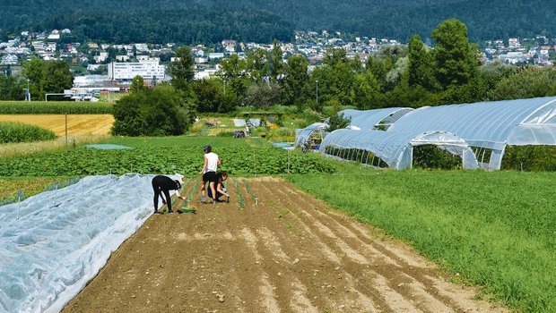 Bei Ortoloco baut ein Team aus drei Gärtnerinnen und Gärtnern mit wechselnden Praktikanten und rund 500 Genossenschaftern Gemüse und Kräuter nahe der Stadt Dietikon ZH an. (Bilder jsc)