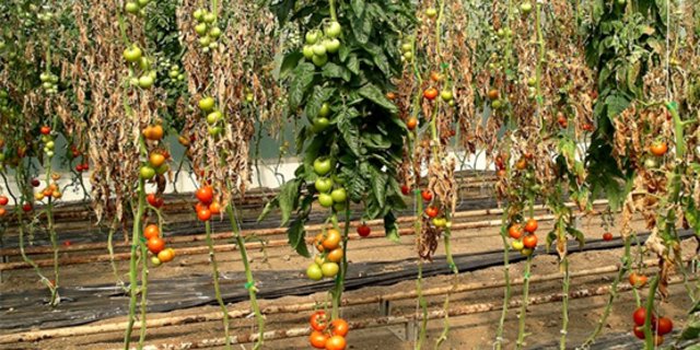 Bakterielle Tomatenwelke an Tomaten (Bild Agroscope)