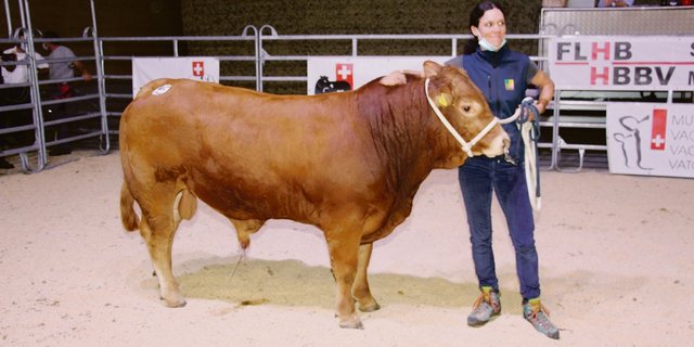 Den 14-monatigen Stier «Oberhof’s Merlo» von Céline Haas aus Ohmstal kaufte Swissgenetics für 8800  Franken.(Bild Hans Rüssli)