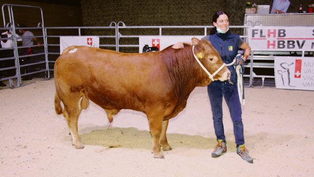 Den 14-monatigen Stier «Oberhof’s Merlo» von Céline Haas aus Ohmstal kaufte Swissgenetics für 8800 Franken.(Bild Hans Rüssli)