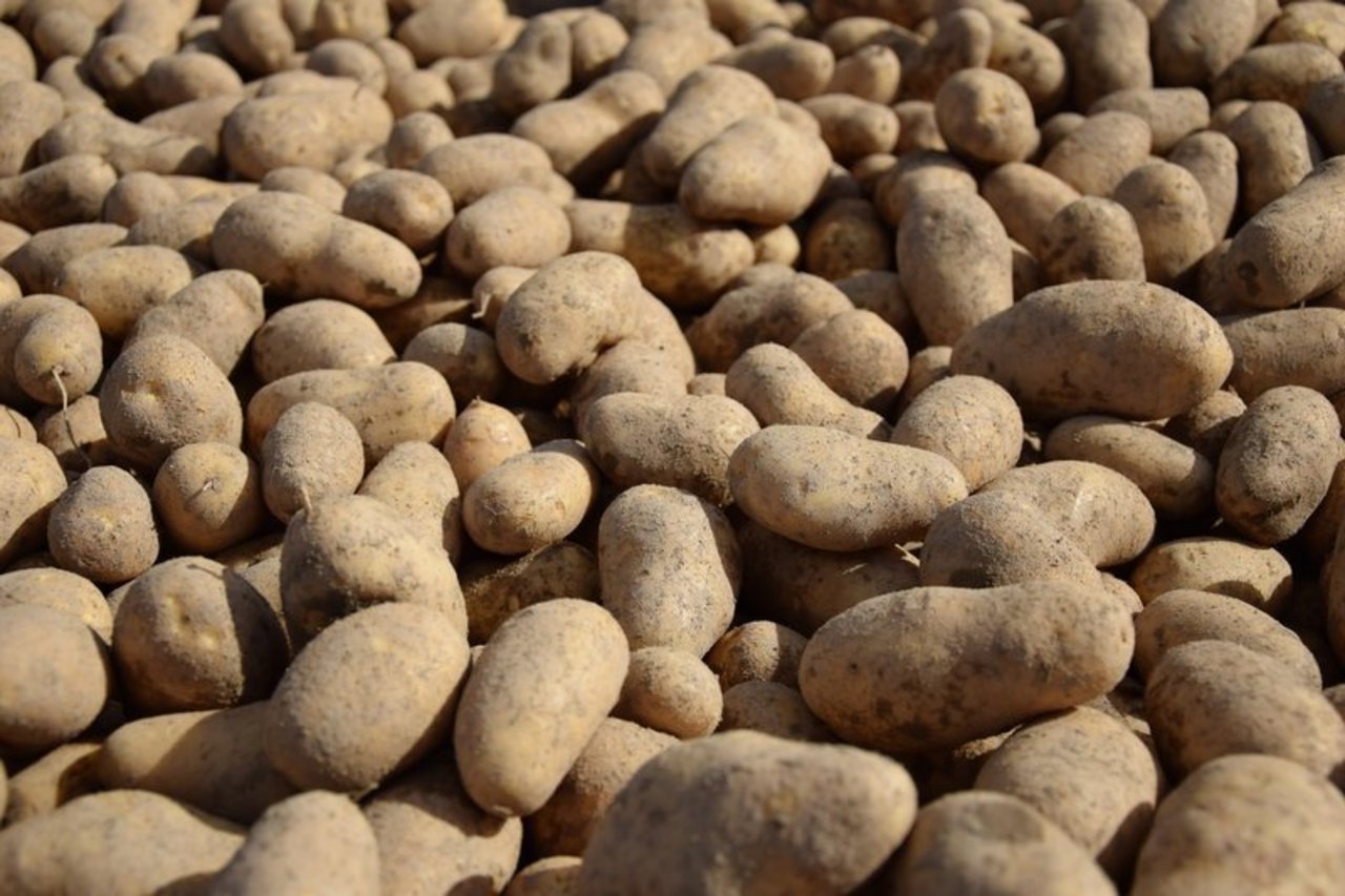 In Deutschland setzte die Dürre den Kartoffeln zu, in der Schweiz wird eine normale Ernte erwartet. (Bild Bauz)
