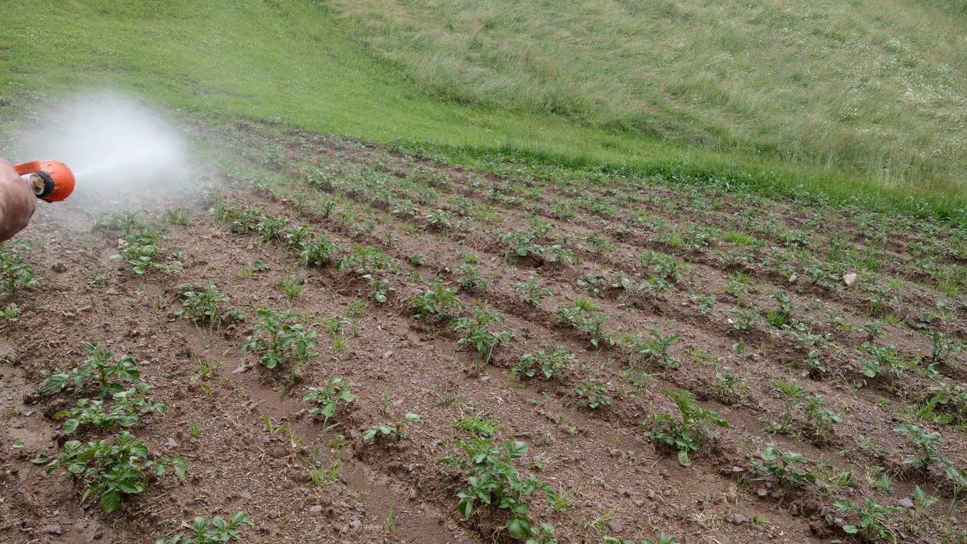 Für die Ausbringung des Minzensuds hat Andreas Wyss sogar eine eigene Ausbringungstechnik entwoickelt. (Bild Renate Wyss)