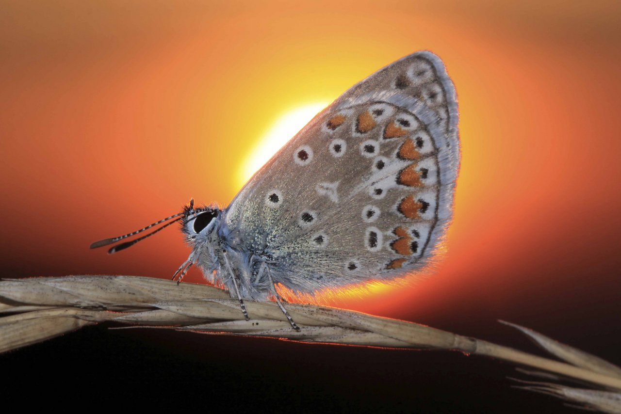 Schmetterlinge zeigen als Bioindikatoren den aktuellen Umweltzustand an. (Bild landwirtschaft.ch / Samuel Sommer)
