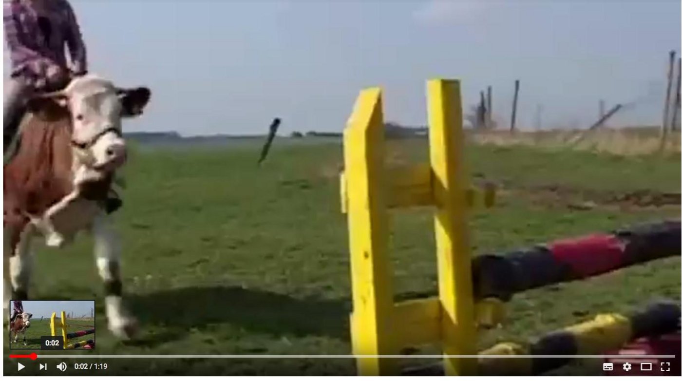 Was tun, wenn einem die Eltern kein Pferd kaufen mögen? (Bild Screenshot Youtube)