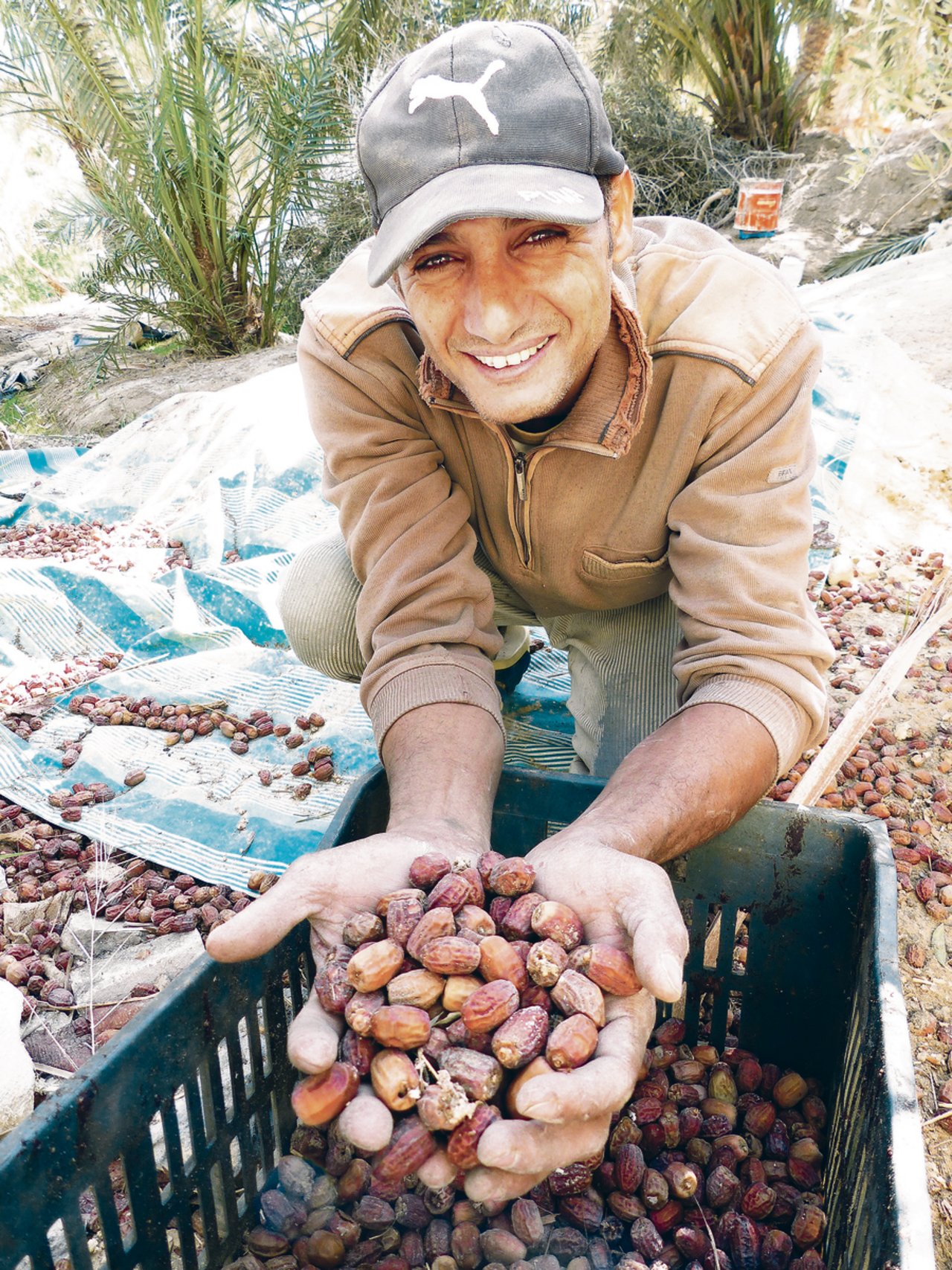 Fahmy Megaly mit Datteln. Die Früchte sind lange haltbar, brauchen im Anbau wenig Wasser und werden in die ganze Welt verkauft.(Bilder Petra Jacob)