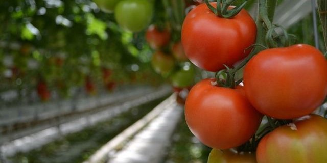 65% des in Deuschland verzehrten Gemüses wird importiert. (Bild jw)