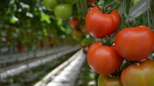 65% des in Deuschland verzehrten Gemüses wird importiert. (Bild jw)