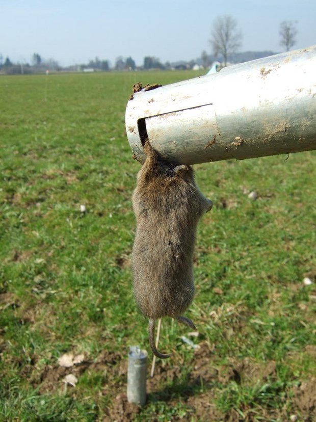 Die Mäusebekämpfung mit Fallen ist zeit- und arbeitsintensiv. (Cornel Stutz/Agroscope)