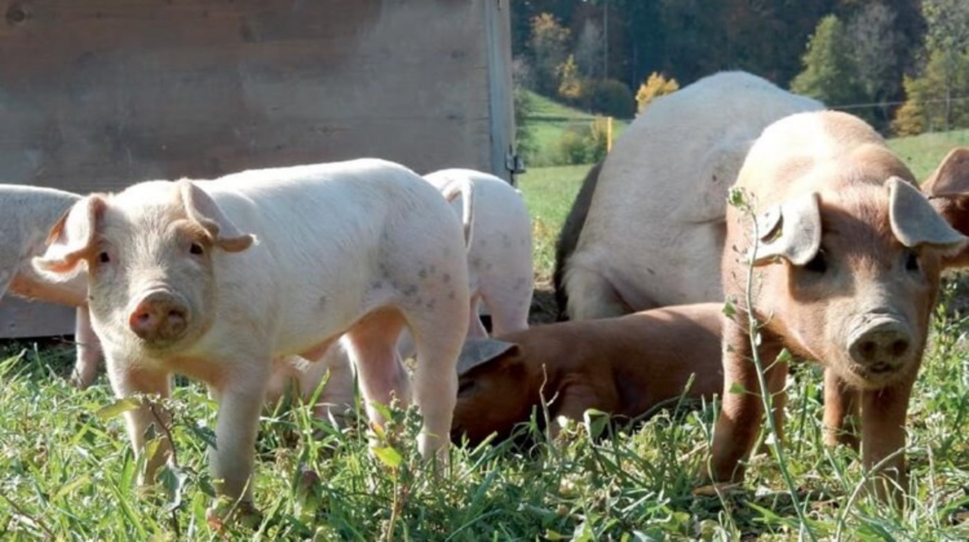 Freilandschweine haben viel Auslauf und Platz zum Spielen und Sulen. (Bild FibL)