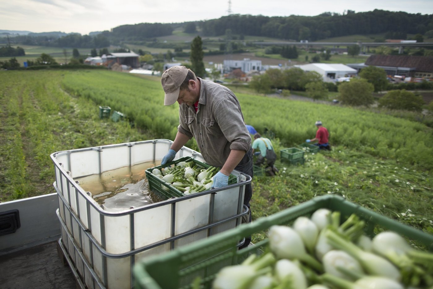 Solche Bilder sind in der Werbung für Schweizer Fenchel nicht zu sehen: Die polnischen Erntehelfer, die ihn von Hand ernten und waschen. (Bild Gaëtan Bally/Keystone)