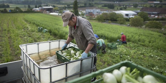 Solche Bilder sind in der Werbung für Schweizer Fenchel nicht zu sehen: Die polnischen Erntehelfer, die ihn von Hand ernten und waschen. (Bild Gaëtan Bally/Keystone)