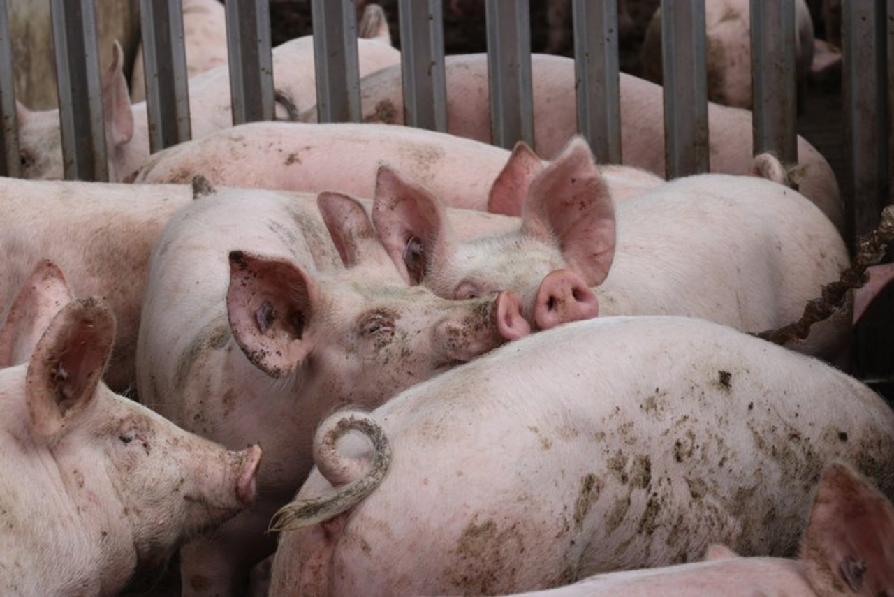 900 Schweine erstickten im Stall von CDU-Abgeordneten Johannes Röring. (Symbolbild Ruth Aerni)