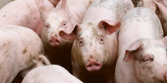 Erstmals seit fünf Jahren hat sich der Jager- sowie der Schlachtschweinepreis wieder erholt. Der brachiale Einbruch während des vergangenen Sommers blieb überraschenderweise aus. (Bild BauZ)