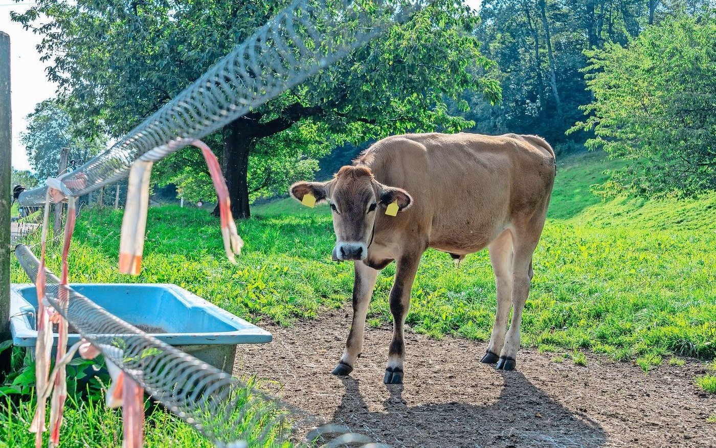 In St. Gallen habe sich das Tränkewasser in vielen Betrieben als relevanter Aspekt für die PFAS-Belastung herausgestellt. Ein Anschluss an die öffentliche Wasserversorgung kann helfen.