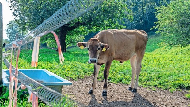 In St. Gallen habe s In St. Gallen habe sich das Tränkewasser in vielen Betrieben als relevanter Aspekt für die PFAS-Belastung herausgestellt. Ein Anschluss an die öffentliche Wasserversorgung kann helfen.