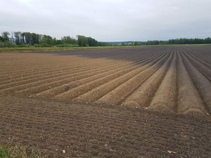 Fruchtbare Böden – wie hier im Berner Seeland – sollen dank guter Karten besser geschützt werden können. (Bild ji)