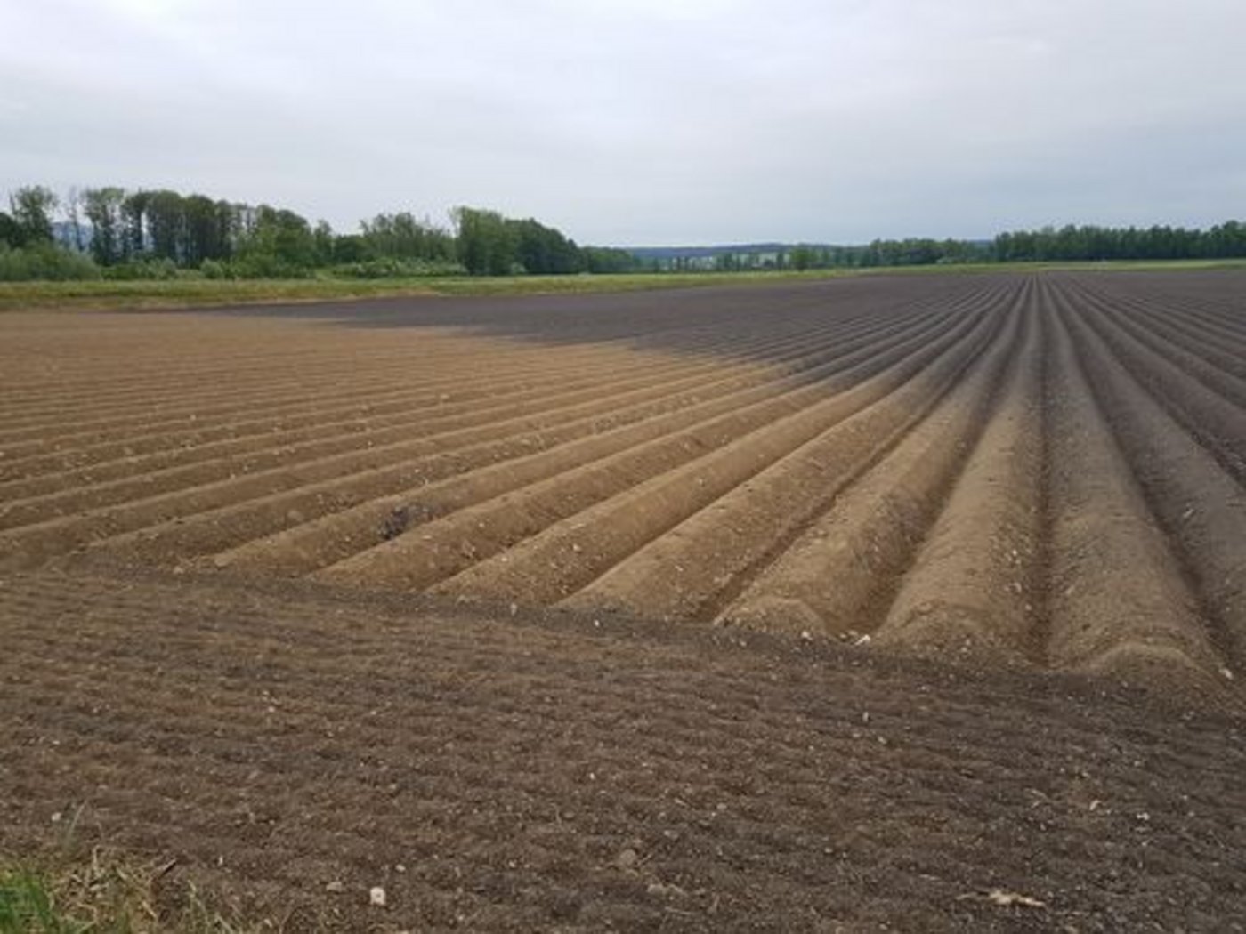 Fruchtbare Böden – wie hier im Berner Seeland – sollen dank guter Karten besser geschützt werden können. (Bild ji)