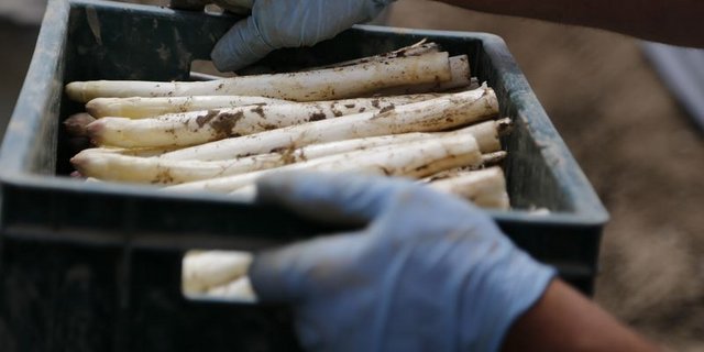 Die Schweizer Spargeln sind wieder da. (Bild lid/ji)