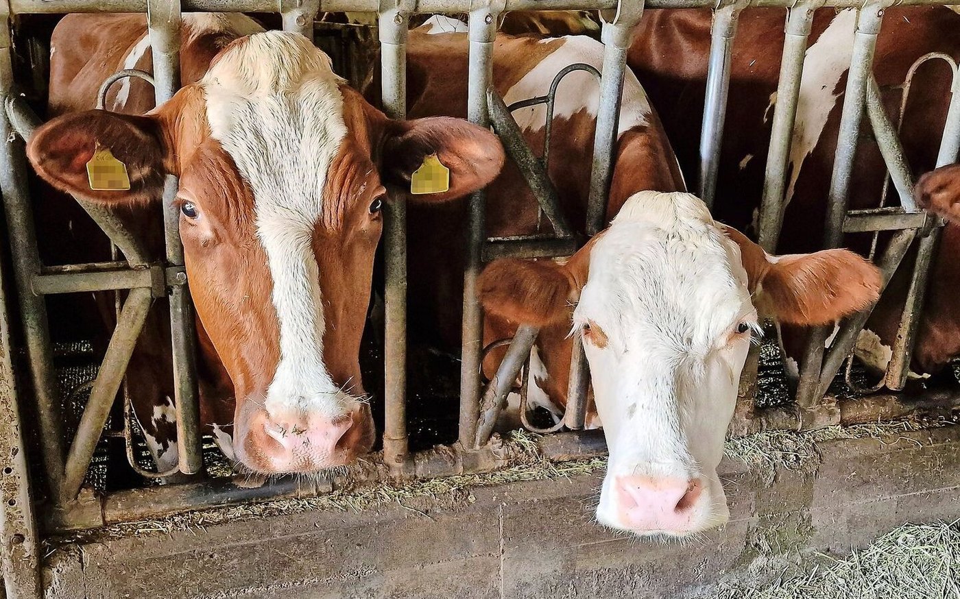 Zu heiss auf der Weide und zu heiss im Stall. Nun kommt die Zeit des Hitzestresses. Das hat Folgen auf die Fruchtbarkeit. Es gibt aber noch viele weitere Auslöser für Fruchtbarkeitsstörungen.