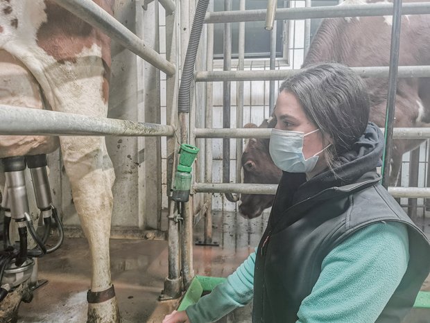 Schutzkonzept fürs Milchwägen aber nicht mehr für Landwirtschaftsbetriebe Wer im Stall nicht alleine arbeitet, muss auf Abstand achten. Ist dieser nicht dauerhaft möglich, gilt Maskenpflicht. (Bild sb)