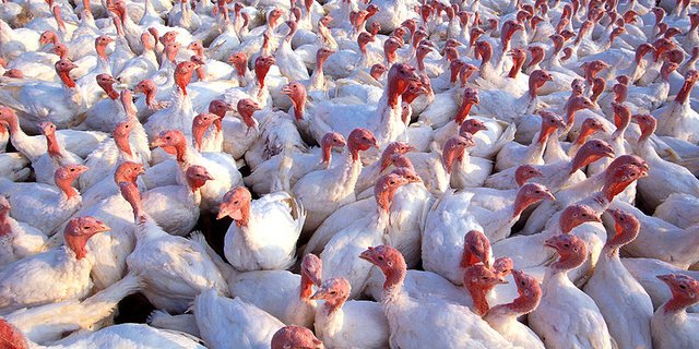 Die 8400 Truten müssen vorsorglich getötet werden. (Symbolbild Scott Bauer)