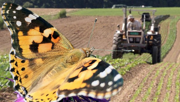 Mit einer schonenderen Produktion soll das Zusammenleben von Natur und Mensch, Traktor und Schmetterling verbessert werden. (Bild SRF)