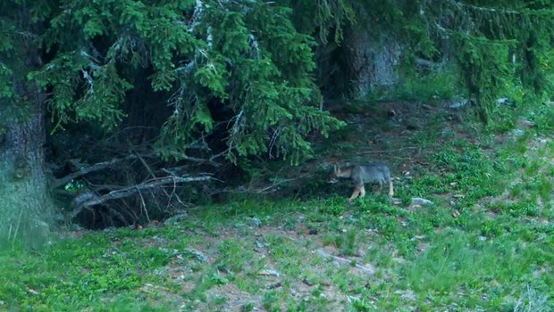 Die Hinweise auf ein drittes Wolfsrudel im Kanton Graubünden haben sich bestätigt. (Bild Amt für Jagd und Fischerei)