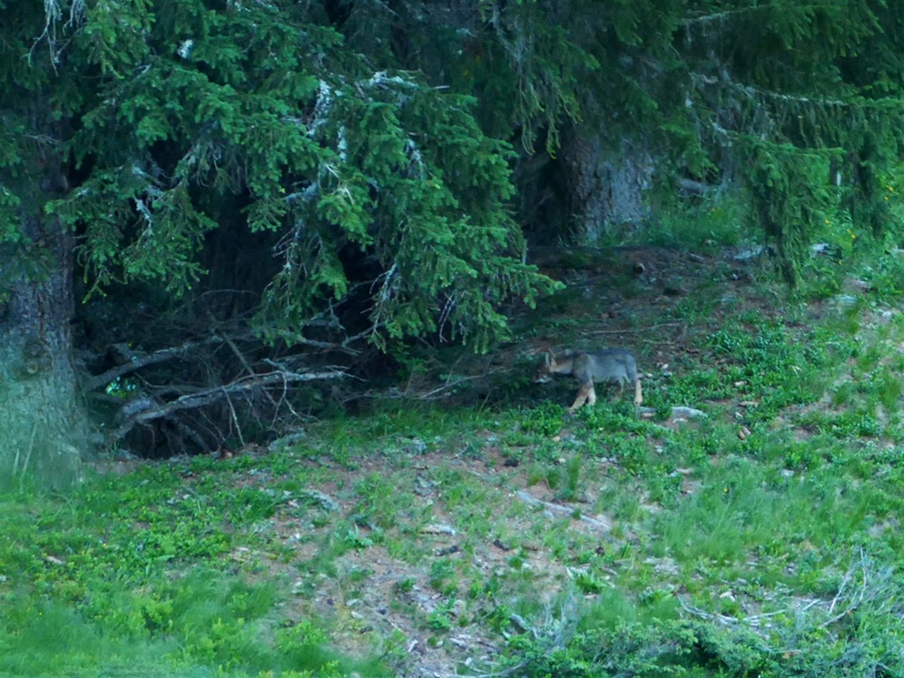 Die Hinweise auf ein drittes Wolfsrudel im Kanton Graubünden haben sich bestätigt. (Bild Amt für Jagd und Fischerei)