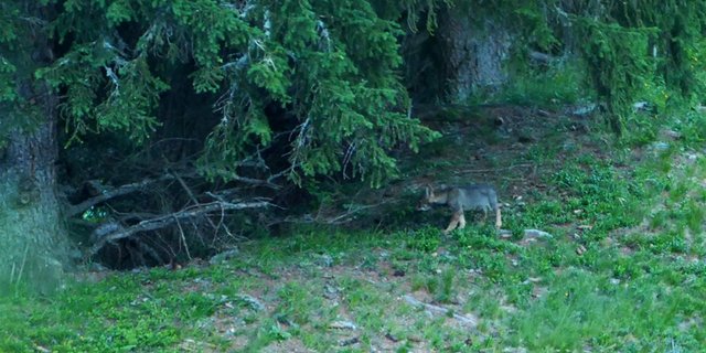 Die Hinweise auf ein drittes Wolfsrudel im Kanton Graubünden haben sich bestätigt. (Bild Amt für Jagd und Fischerei)