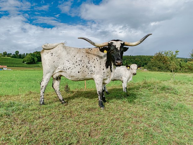 Die Texas-Longhorn-Kuh Dalmi und ihr Kalb bieten einen speziellen Anblick. Schwarz-weiss gefleckte Longhorns sind eher selten. (Bild Pascal Nyfeler)