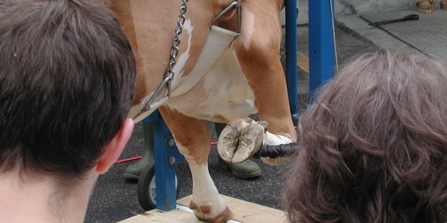 Alle neuen und bisherigen gewerbsmässig arbeitenden Klauenpfleger müssen ab dem 1. Januar 2017 eine anerkannte Ausbildung (FBA) absolviert haben. (Bild: BauZ)