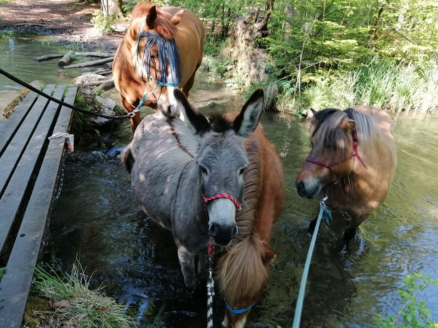 Baden im Bach. (Bild Aline Egli)