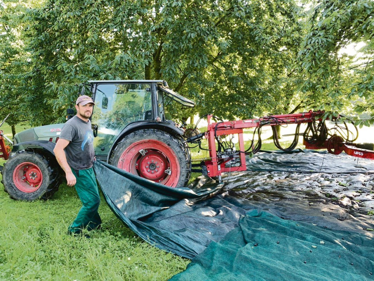 «Am frühen Morgen fallen die Früchte besser von den Bäumen.»Benno Camenzind über den optimalen Zeitpunkt für das mechanische Schütteln.