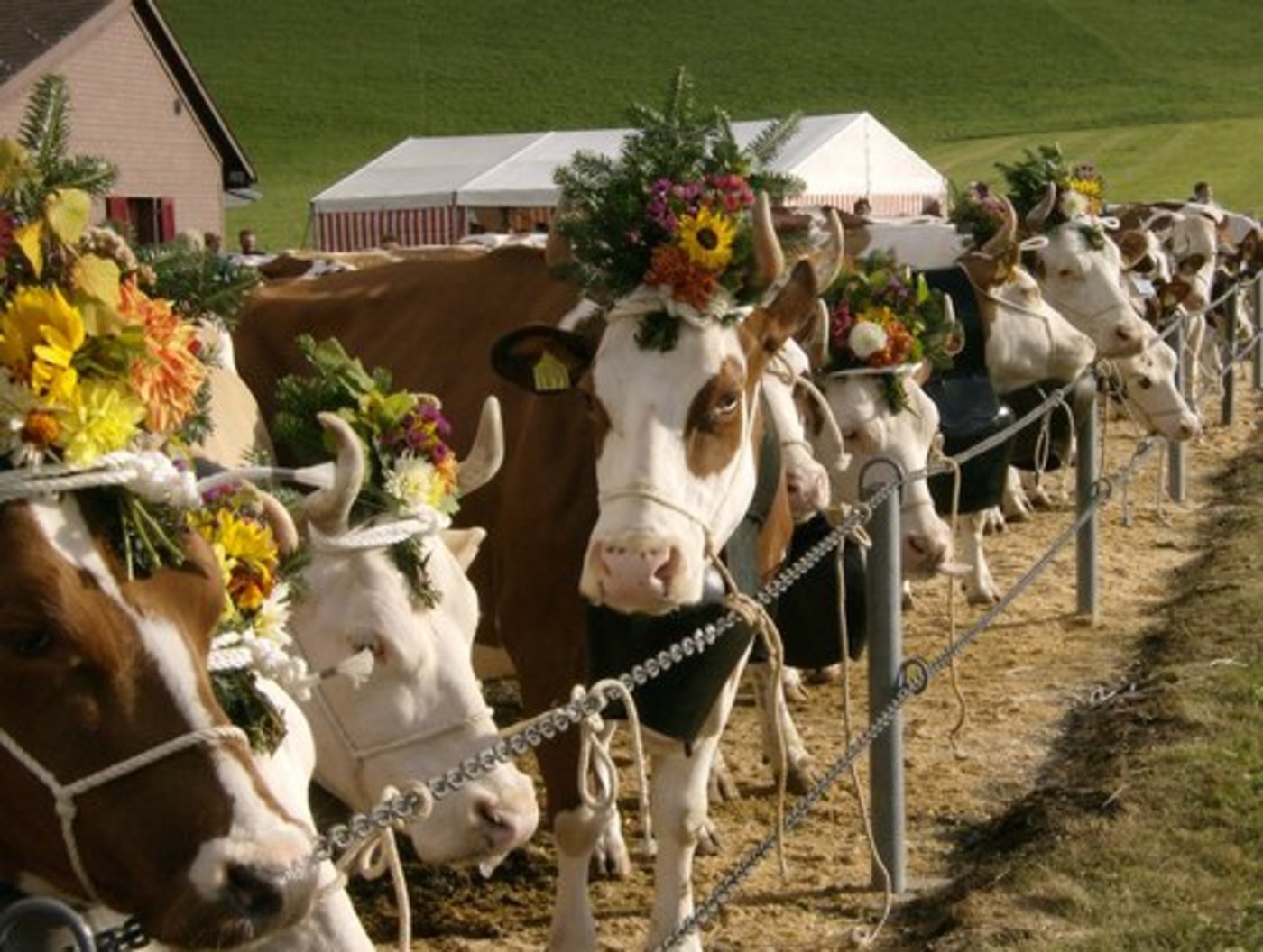 Die 300'000 Franken für die Beständeschauen fliessen statt über die Tierzucht- über die Absatzförderung. (Bild: Irene Zurbrügg/landwirtschaft.ch)