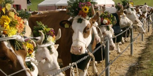 Die 300'000 Franken für die Beständeschauen fliessen statt über die Tierzucht- über die Absatzförderung. (Bild: Irene Zurbrügg/landwirtschaft.ch)