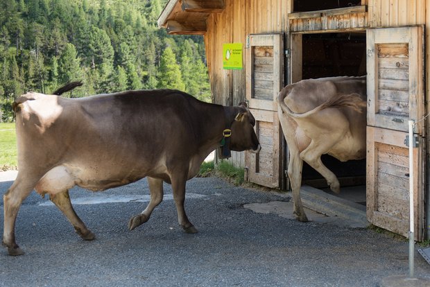 Im Kanton Graubünden gibt es weniger Milch- und Sennalpen als vor 10 Jahren. Die verbleibenden Alpen sind gut ausgelastet. (Manfred Schwarz/landwirtschaft.ch)