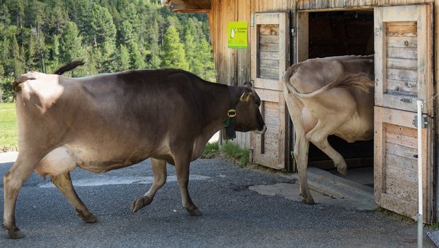 Im Kanton Graubünden gibt es weniger Milch- und Sennalpen als vor 10 Jahren. Die verbleibenden Alpen sind gut ausgelastet. (Manfred Schwarz/landwirtschaft.ch)