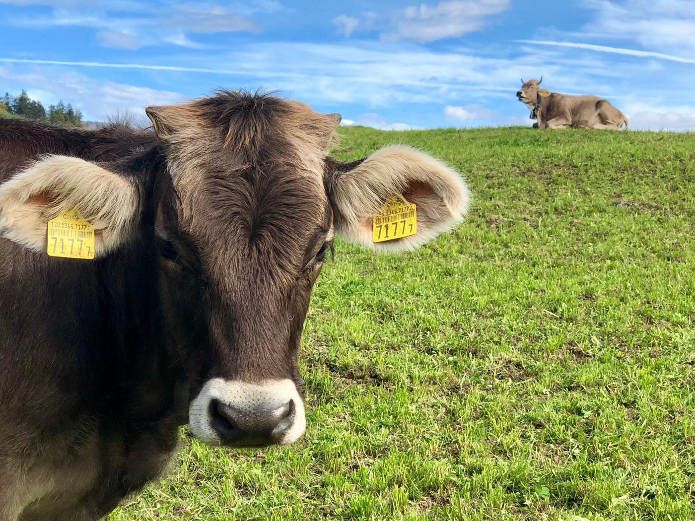 Kühe mit Hörnern lösen Rangkämpfe häufiger ohne Körperkontakt. (Bild ke)